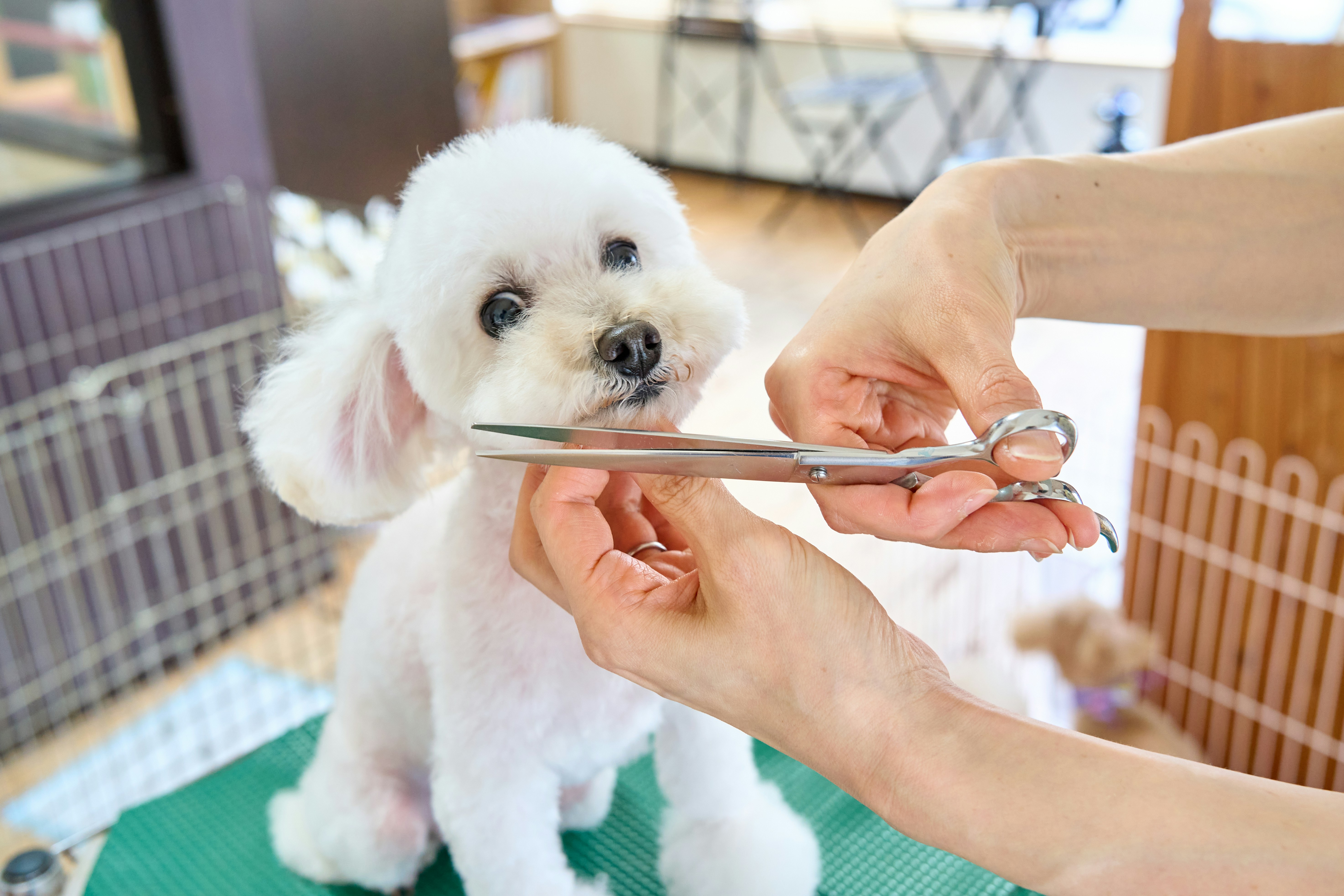 Kleine Hunde