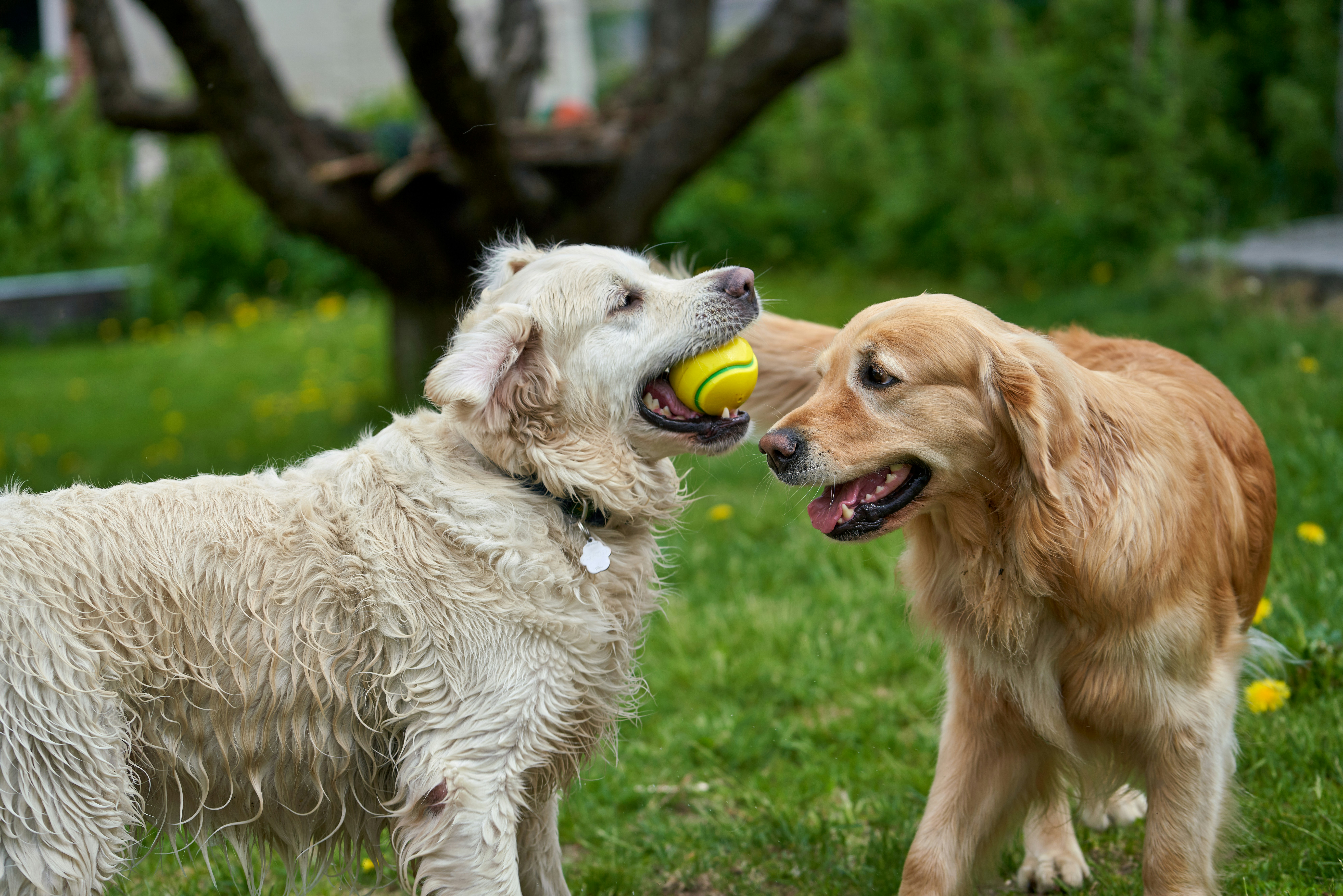 Große Hunde