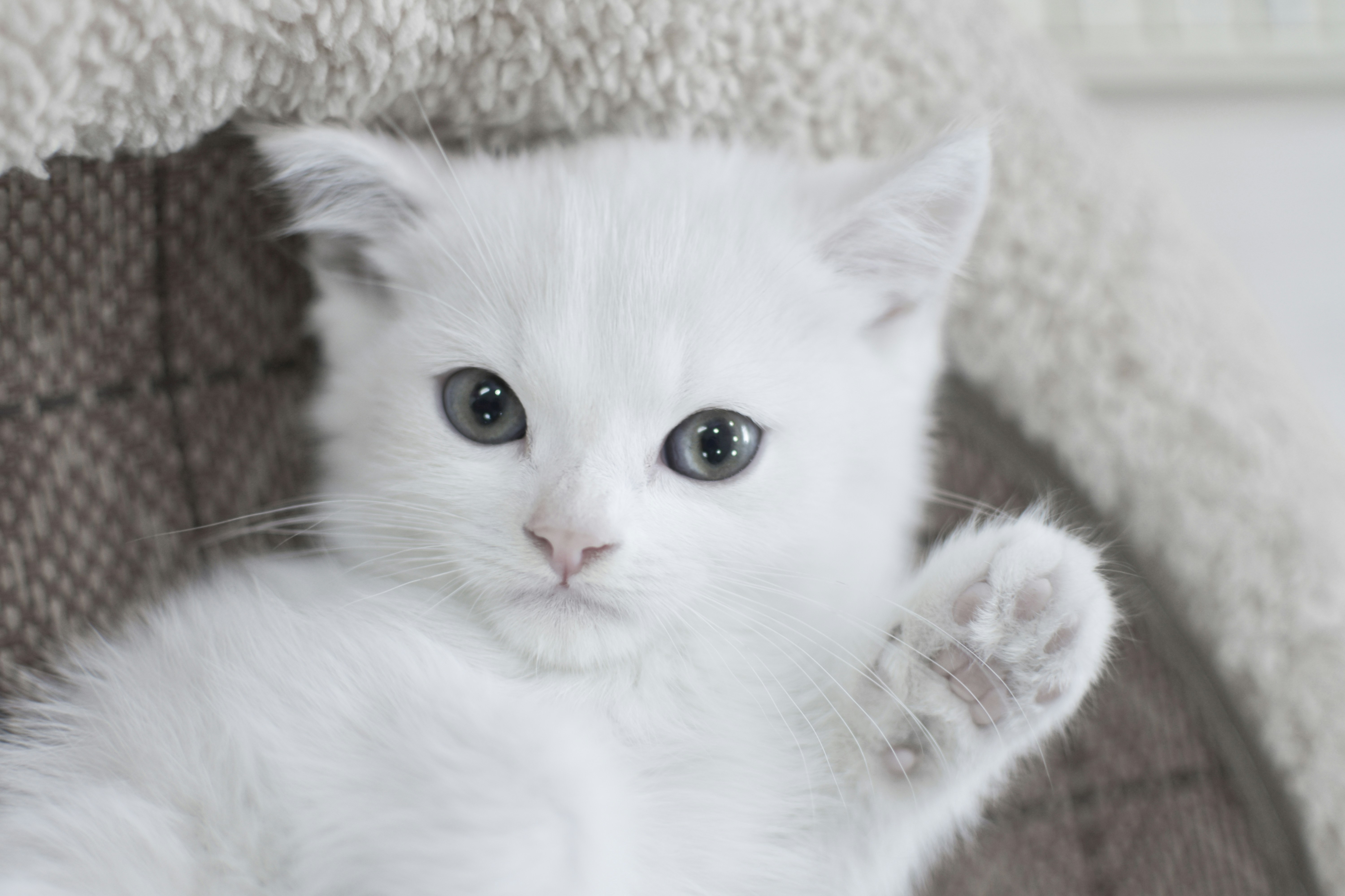Katzen